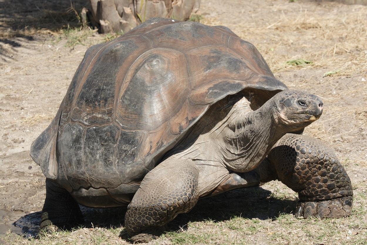 <p>Galapagos Giant Tortoise</p>