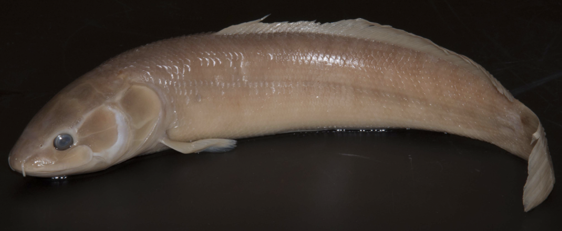 <p>!</p><p>phylum</p><p>subphylum</p><p>superclass</p><p>class</p><p>subclass</p><p>order</p>