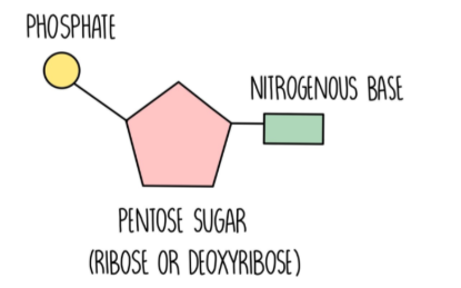 <ul><li><p>Pentose sugar</p></li><li><p>Nitrogen-containing organic base</p></li><li><p>Phosphate group (comprising a phosphate ion)</p></li></ul><p></p>