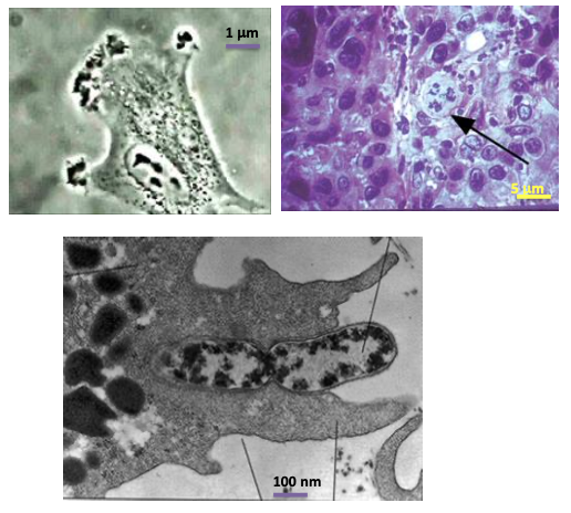 <p>Compartiment cellulaire contenant l’ADN organisé en chromosomes ; lieu principal de la réplication de l’ADN et de la transcription en ARN.</p>