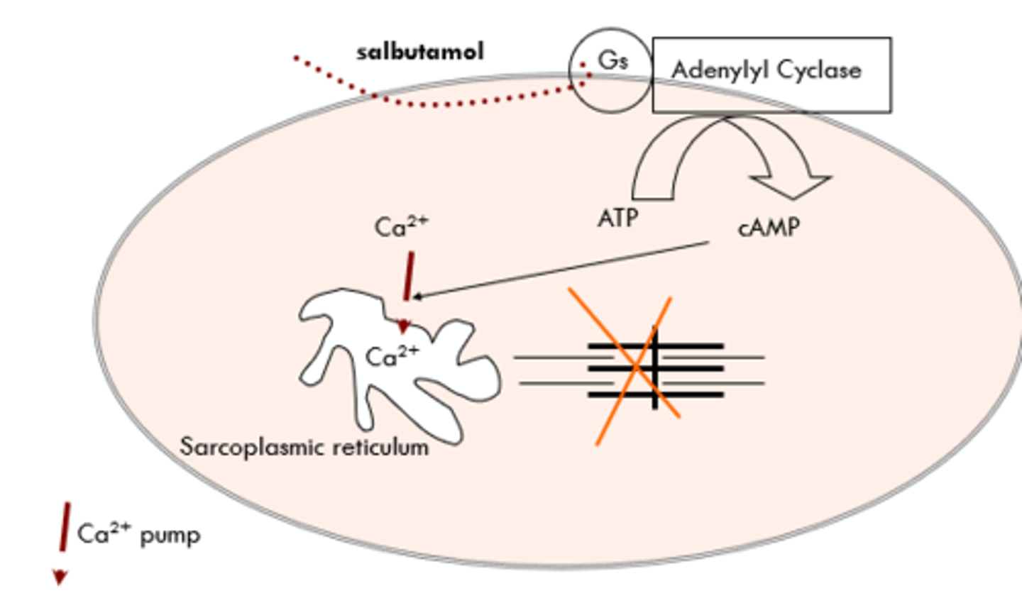<p>- Gs = Relaxation.</p><p>- Gi = Increase reaction.</p><p>- Gs + Gi work together.</p><p>- End: Relaxation of bronchi smooth muscle; decreases risk for asthma attack.</p>