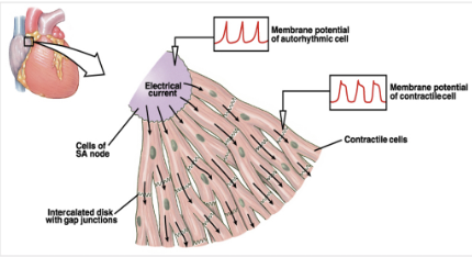 <p>waves of electricity spread via gap junctions, causes wave of electrical activity which in turn causes a wave of muscle contraction, this is useful as it helps fluids move in one direction</p>