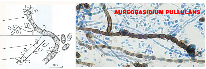 <p>has 2 types:</p><ul><li><p><span>Chains of darkly pigmented arthroconidia that break apart into arthrospores</span></p></li><li><p><span>Hyaline hyphae that produce oval hyaline conidia on denticles</span></p></li></ul><p></p>
