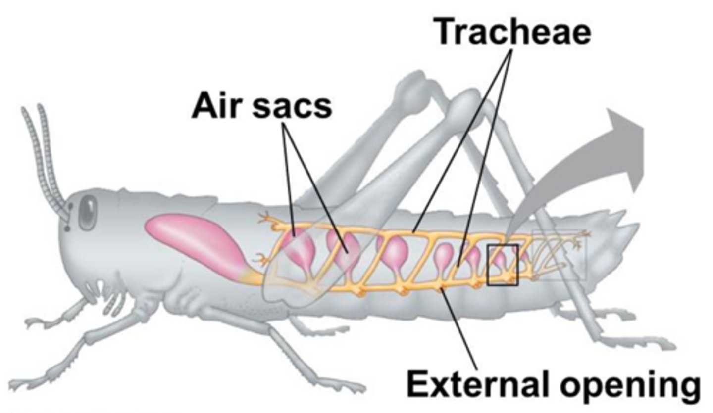 <p>a system of branched, air-filled tubes that extends throughout the body and carries oxygen directly to cells (in insects)</p><p>-Open circulatory system</p><p>-Lots and lots of opening in the wall of their body, called sphericals, and these go to trachea and these are just tubes</p><p>-insects do not have cartilage rings to hold up trachea but instead have rings of cuticles</p><p>- Trachea branch into tracheole and they go into air sacs</p><p>-Body is filled with air sacs</p><p>-Each cell is next to an air sac</p><p>Muscles contract and allow air to move in and out through the air sacs and the trachea</p>