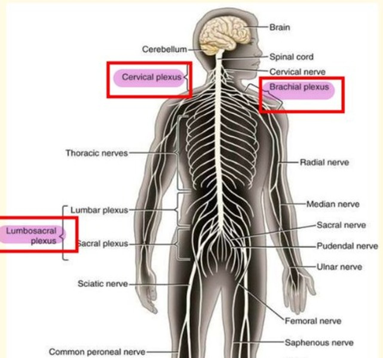 <p>Having a plexus means that damage to a spinal nerve won't leave the entire limb paralysed</p>