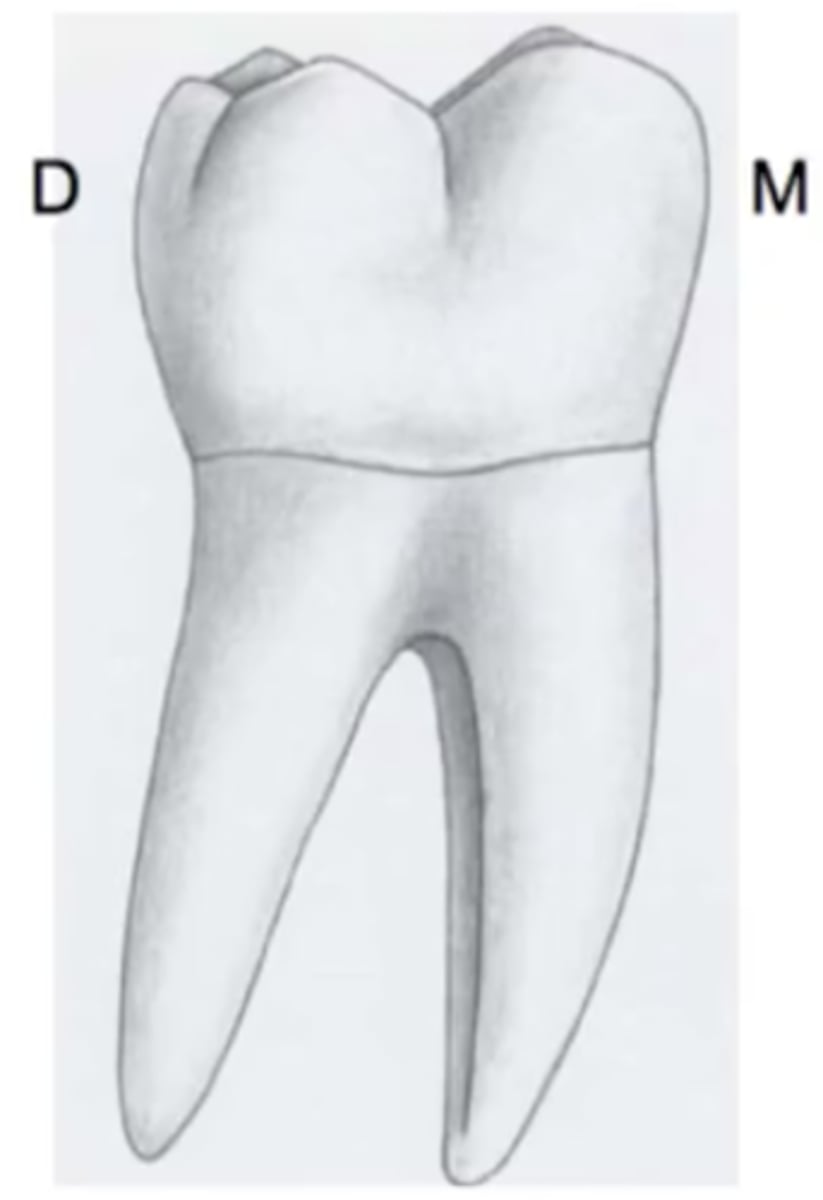 <p>distal cusps</p>
