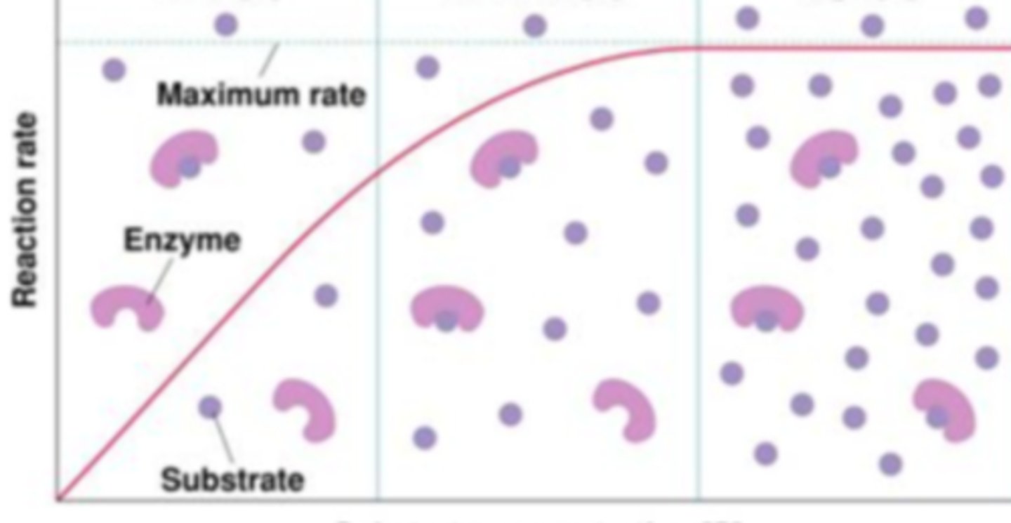 <p>After looking at the shape of graph the enzyme activity of this enzymes is being regulated by what variable:</p>