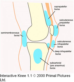 <p>Important lubricated fluid-filled thin sac located between bone and surrounding soft tissue, bones and tendons, and/or muscles around joints</p>