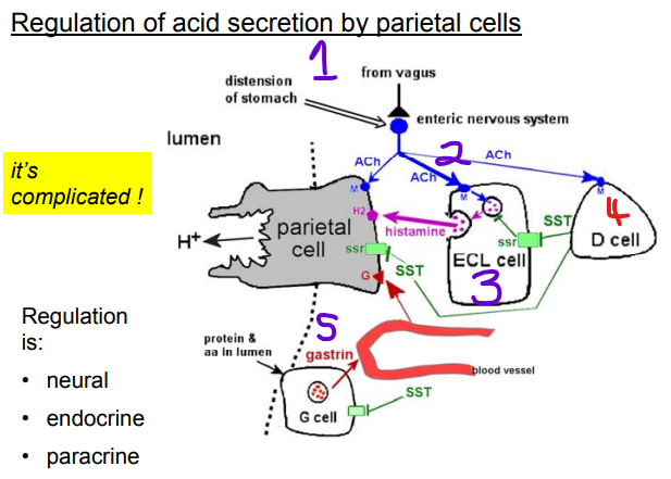 <p><strong><u>Neural Regulation:</u></strong></p><p><strong><mark data-color="purple" style="background-color: purple; color: inherit"><u>Enteric Nervous System (ENS)</u></mark></strong><mark data-color="purple" style="background-color: purple; color: inherit"><u> + </u></mark><strong><mark data-color="purple" style="background-color: purple; color: inherit"><u>Vagus Nerve (CNS)</u></mark></strong><mark data-color="purple" style="background-color: purple; color: inherit"><u>:</u></mark><u> → Responds to distension from your stomach to secrete acids</u></p><ul><li><p class="ds-markdown-paragraph">Mechanism:</p><ul><li><p class="ds-markdown-paragraph"><mark data-color="red" style="background-color: red; color: inherit">Vagus/ENS releases </mark><strong><mark data-color="red" style="background-color: red; color: inherit">acetylcholine (ACh)</mark></strong><mark data-color="red" style="background-color: red; color: inherit">.</mark></p></li><li><p class="ds-markdown-paragraph">ACh binds <strong>muscarinic (M₃) receptors</strong> on parietal cells → <strong>directly stimulates acid secretion</strong>.</p></li><li><p class="ds-markdown-paragraph">Also acts on <strong>ECL cells</strong> (indirectly via histamine) and <strong>D cells</strong> (inhibitory).</p></li></ul></li></ul><p class="ds-markdown-paragraph"></p><p class="ds-markdown-paragraph"><strong><mark data-color="purple" style="background-color: purple; color: inherit"><u>Paracrine Regulation:</u></mark></strong></p><ul><li><p class="ds-markdown-paragraph"><strong><mark data-color="red" style="background-color: red; color: inherit">Acetylcholine (ACh)</mark></strong><mark data-color="red" style="background-color: red; color: inherit">: acts via the muscarinic receptor, causing direct stimulation onto the </mark><strong><mark data-color="red" style="background-color: red; color: inherit">Parietal cells</mark></strong><mark data-color="red" style="background-color: red; color: inherit"> and </mark><strong><mark data-color="red" style="background-color: red; color: inherit">ECL cells and D cells</mark></strong></p></li><li><p class="ds-markdown-paragraph"><strong><mark data-color="red" style="background-color: red; color: inherit">ECL cells</mark></strong><mark data-color="red" style="background-color: red; color: inherit"> → releases </mark><strong><mark data-color="red" style="background-color: red; color: inherit">histamine</mark></strong><mark data-color="red" style="background-color: red; color: inherit"> → binds </mark><strong><mark data-color="red" style="background-color: red; color: inherit">H₂ receptors</mark></strong><mark data-color="red" style="background-color: red; color: inherit"> on parietal cells → </mark><strong><mark data-color="red" style="background-color: red; color: inherit">potent acid secretion</mark></strong><mark data-color="red" style="background-color: red; color: inherit">.</mark></p><p class="ds-markdown-paragraph">~~</p></li><li><p class="ds-markdown-paragraph"><strong><mark data-color="red" style="background-color: red; color: inherit">D cells</mark></strong><mark data-color="red" style="background-color: red; color: inherit"> → releases </mark><strong><mark data-color="red" style="background-color: red; color: inherit">somatostatin</mark></strong><mark data-color="red" style="background-color: red; color: inherit"> (inhibitory).</mark></p></li><li><p><strong><mark data-color="green" style="background-color: green; color: inherit">Inhibition: Somatostatin</mark></strong><mark data-color="green" style="background-color: green; color: inherit"> (from D cells) is the </mark><strong><mark data-color="green" style="background-color: green; color: inherit">brake</mark></strong><mark data-color="green" style="background-color: green; color: inherit"> on BOTH pathways (blocks ECL/parietal cells).</mark></p></li><li><p><strong><mark data-color="green" style="background-color: green; color: inherit">Binds to SST2 receptors.</mark></strong></p></li></ul><p></p><p><strong><mark data-color="purple" style="background-color: purple; color: inherit"><u>Endocrine Regulation:</u></mark></strong></p><ul><li><p><strong><mark data-color="red" style="background-color: red; color: inherit">Gastrin</mark></strong><mark data-color="red" style="background-color: red; color: inherit"> (from </mark><strong><mark data-color="red" style="background-color: red; color: inherit">G cells</mark></strong><mark data-color="red" style="background-color: red; color: inherit"> in stomach antrum): Responds to </mark><strong><mark data-color="red" style="background-color: red; color: inherit">Protein/amino acids presence in stomach lumen.</mark></strong></p></li><li><p class="ds-markdown-paragraph">Mechanism:</p><ul><li><p class="ds-markdown-paragraph"><mark data-color="red" style="background-color: red; color: inherit">Gastrin circulates in blood → binds </mark><mark data-color="purple" style="background-color: purple; color: inherit">TO </mark><strong><mark data-color="purple" style="background-color: purple; color: inherit">CCK₂ receptors</mark></strong><mark data-color="red" style="background-color: red; color: inherit"> on BOTH:</mark></p></li><li><p class="ds-markdown-paragraph"><strong><mark data-color="red" style="background-color: red; color: inherit">Parietal cells</mark></strong><mark data-color="red" style="background-color: red; color: inherit"> (minor direct effect).</mark></p></li><li><p class="ds-markdown-paragraph"><strong><mark data-color="red" style="background-color: red; color: inherit">ECL cells</mark></strong><mark data-color="red" style="background-color: red; color: inherit"> → releases histamine → amplifies acid secretion.</mark></p></li></ul></li></ul><p></p><p>Note: Due to Paracrine regulation, muscarine and histamine agonists help secrete gastrin</p><p>But all controlled by proton pump</p>
