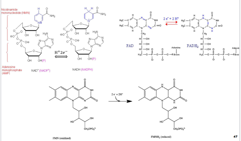 <p>1) look at H when reduced 2H</p><p>2) when H there now have 2 NH added</p><p>3) same for this one</p>