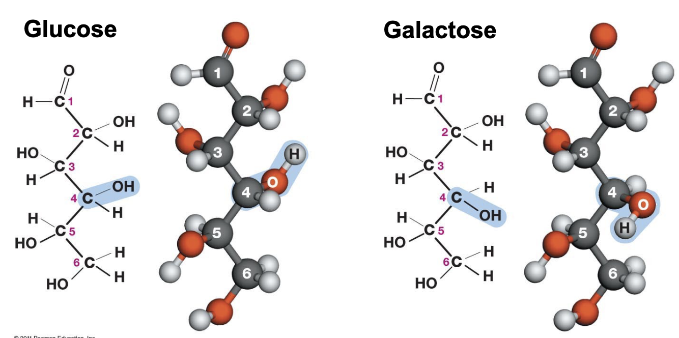<p>Mirror images; 4</p>
