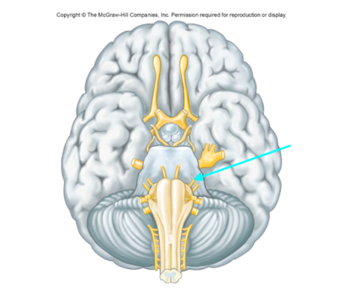<p>Which cranial nerve is the blue arrow pointing at?</p>