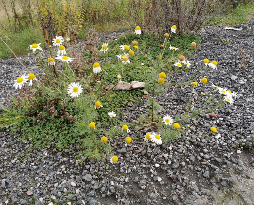 <p>Habitat: Äng, öppen mark. Liknar prästkrage men har mycket mer finflikiga blad. Saknar till skillnad från kamomill tydlig doft. </p>