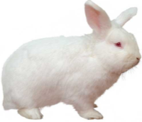 <p>RABBITS (Oryctolagus cuniculus)</p><p>Strain</p><p>Colour</p><p>Characteristics</p>
