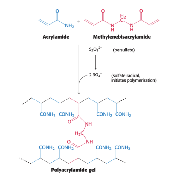<p>are <strong>highly cross-linked</strong></p><ul><li><p>polyacrylamide gel = highly cross-linked 3D mesh</p></li><li><p>gel is formed by polymers of acrylamide with intermittently spaced cross linker (red)</p></li></ul><p></p>