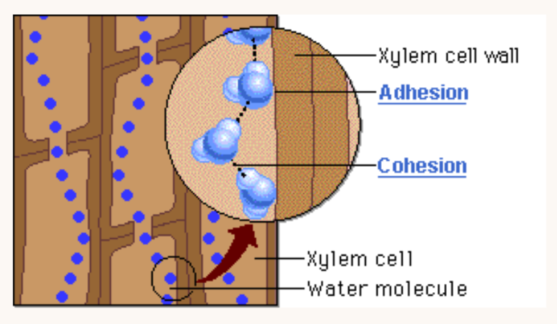 <p><span style="background-color: transparent; font-family: "Open Sans", sans-serif;"><span>The </span><strong><u><span>xylem</span></u></strong><span> is a specialised tube that functions to facilitate the movement of water throughout vascular plants</span><sup><span>*</span></sup><span>.</span></span></p><p><span style="font-family: "Open Sans", sans-serif;"><span>It is for this reason that xylem tubes are narrow and come buncles up in groups called </span><strong><span>vascular bundles</span></strong><span>.&nbsp;</span></span></p>