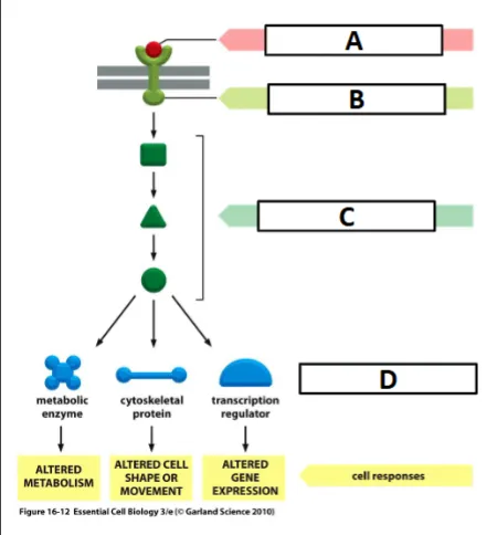 <p>label the effector</p>