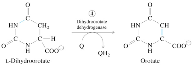 <p>L-Dihydroorotate + Q</p><p><span style="color: #8dceff">—Dihydroorotate Dehydrogenase→</span></p><p>Orotate + QH<sub>2</sub></p>
