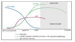 <p>Virus-specific IgM and IgG appear within 7–14 days. Antibody titres inversely correlate with viral RNA. The antibody response is short-lived, and there is no strong evidence for long-lived B cells</p>