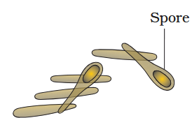 <p>What are these bacteria called?</p>