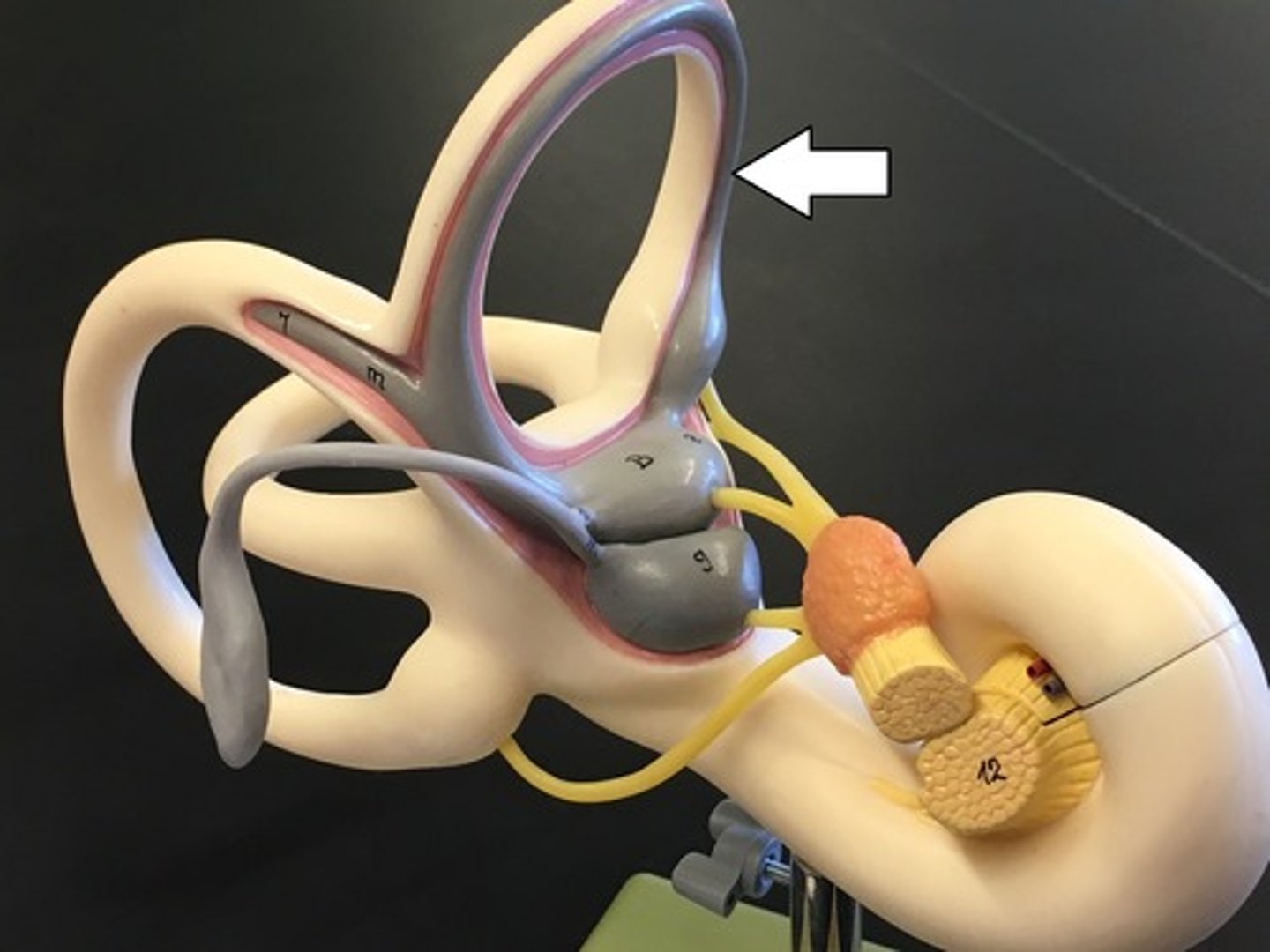 <p>detects "nodding yes" movement. non-ampullated end unites with non-ampullated end of posterior SCC to form the crus commune</p>