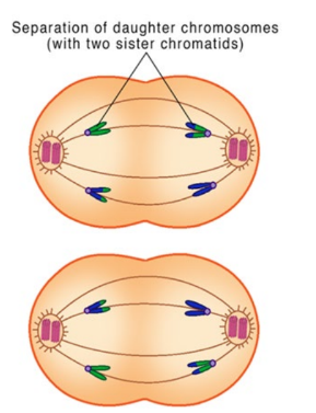 Centromeres divide and sister chromatids migrate separately to each pole