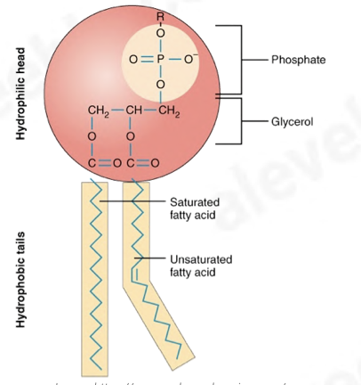 <p>How are phospholipids arranged in the fluid mosaic model?</p>