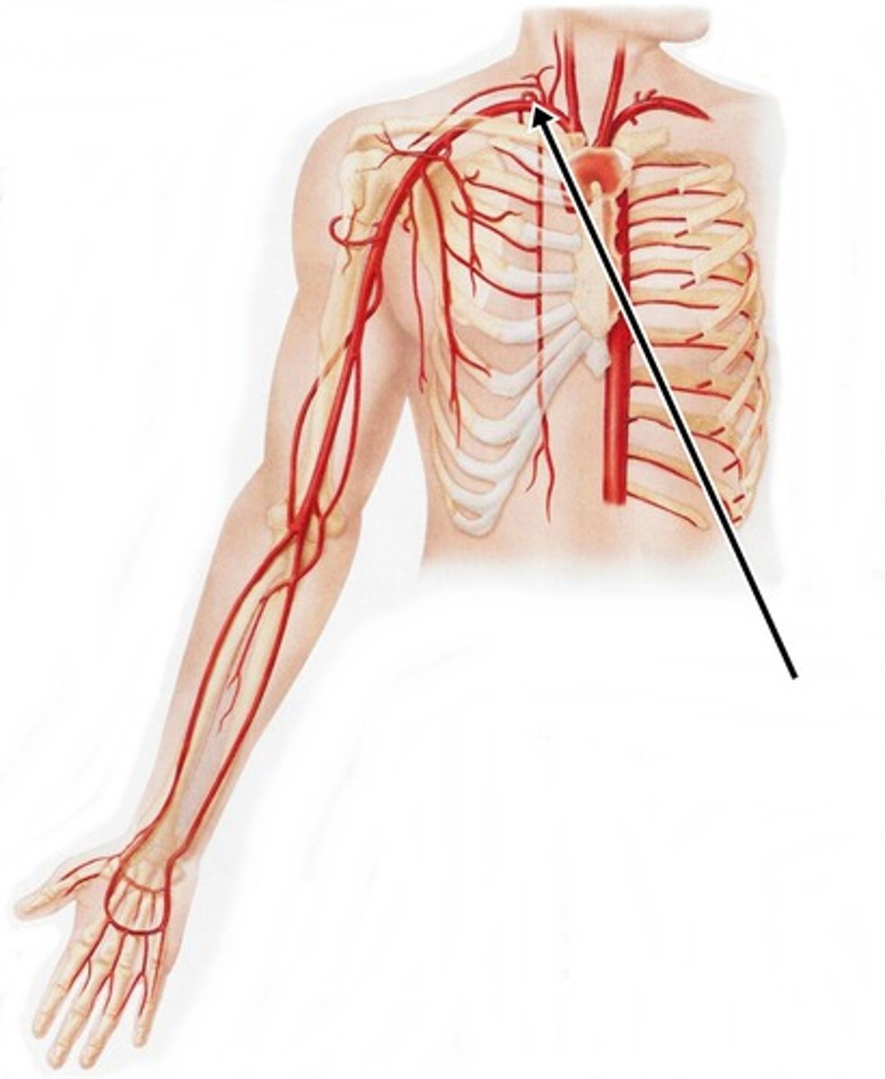 <p>deep neck muscles, 1st and 2nd intercostal spaces</p>