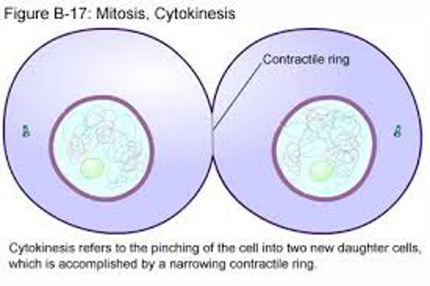 <p>Division of the cytoplasm. The cell membrane pinches at equator until it separates creating 2 daughter cells (cell plate forms in a plant cell)</p>