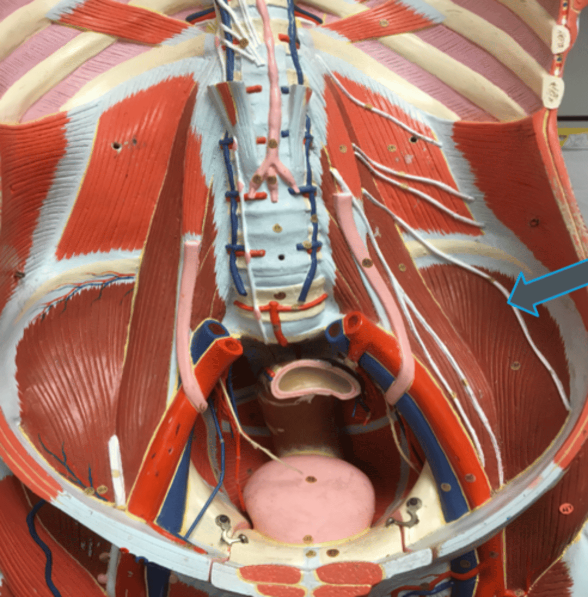 <p>innervates:<br>- skin of anterior and upper thigh</p>