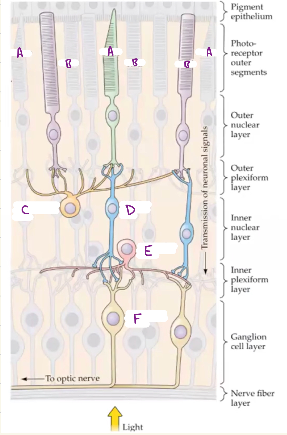 <p>What are the following labeled sections of the retina?</p>