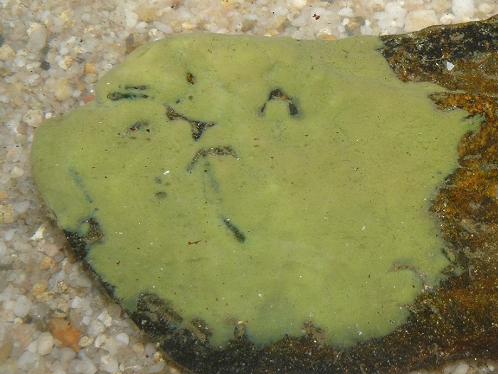 <p>Kmeň: Porifera (hubky)</p>