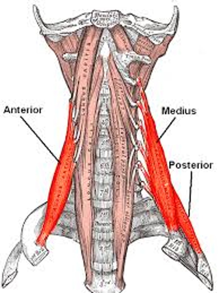 <p>deep, sides of neck</p>