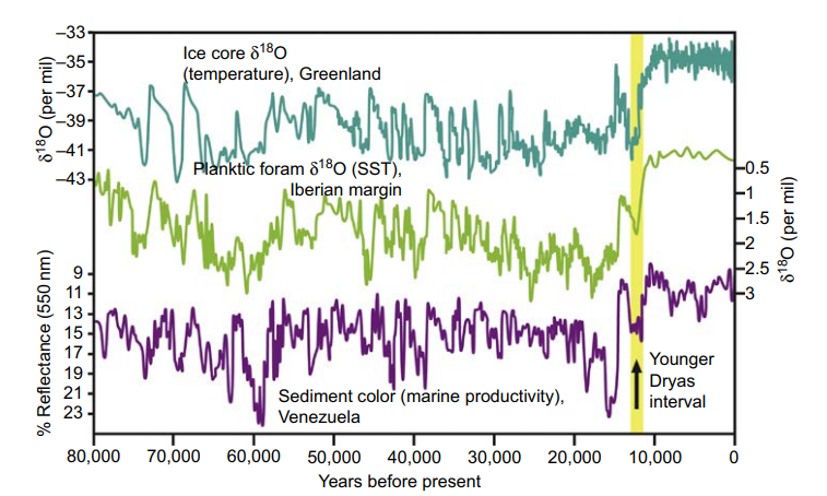 <p>Shutdown of thermohaline circulation is one factor that drives rapid climate change</p><ul><li><p>Meltwater from Greenland &amp; NAmreeka land ice enters the N Atlantic during WARMING causing the waters of the Gulf Stream to become LESS salty</p><ul><li><p>This less saline water is LESS dense and thus cannot SINK and complete the return trip to the equator</p></li></ul></li><li><p>This leads to the SHUT DOWN of thermohaline circulation, stopping transport of heat FROM the equator resulting in <strong><u>cooler conditions throughout the North Atlantic, particularly Europe</u></strong></p></li></ul><p></p><p>During the most recent ice age, continental ice melted plunging Europe into a <strong><u>COLD SNAP</u></strong> lasting approximately 1000 years.</p><ul><li><p>The existence of this cold snap was first recognized in the remains of fossil plants</p></li><li><p>The remains of an <strong><u>arctic </u></strong>plant found in Europe was recognized as evidence of this brief European “cold snap”</p></li><li><p>The name for this plant is <em>Dryas octopetala</em> so they named the “cold snap” after the plant thus naming it <strong><u>Younger Dryas</u></strong></p><ul><li><p>The Younger Dryas holds important lessons for the future because it was caused by warming that led to ice melt and thermohaline SHUTDOWN</p></li></ul></li></ul><p></p><p><em>The “cold snap” as a result of Gulf Stream shut down of thermohaline circulation lasted for about 1000 years</em><br><em> -Note the mild jump up and relative stability of the warm climate of the past 10,000 years after the Younger Dryas on the GRAPH</em><br><em> -This indicates that human civilization has evolved in a period of ATYPICAL climatic stability</em></p>