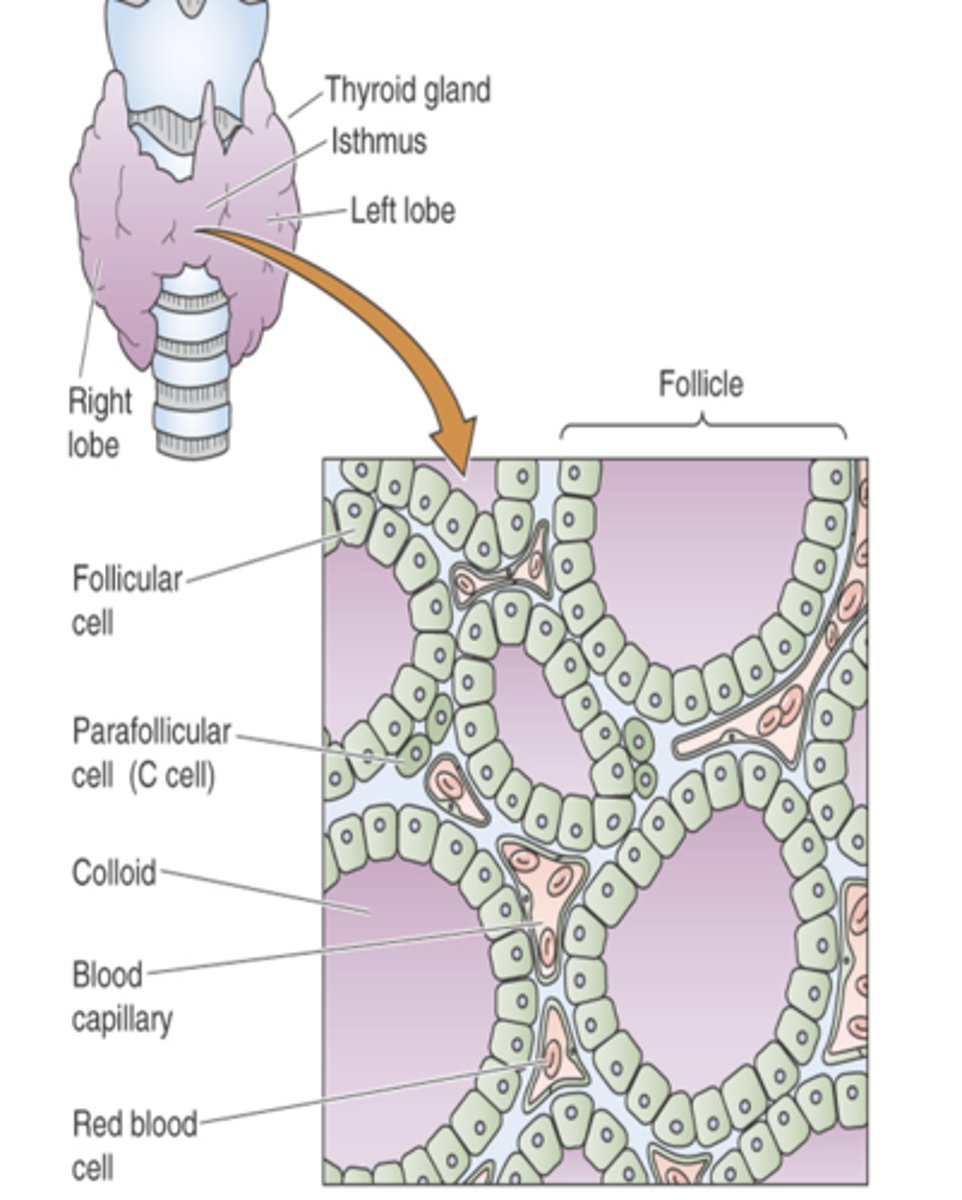 <p>- arranged in follicles</p><p>- within the follicles is a protein material called colloid</p><p>- follicular cells produce thyroid hormones and store them in the colloid with thyroglobulin</p><p>- C-cells and blood capillaries are between the follicles</p>