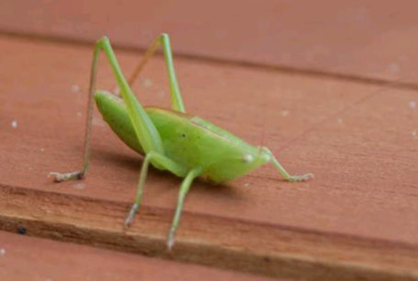 <p>Identify the insect shown:</p>