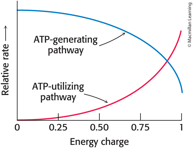 <p>Energy charge</p>