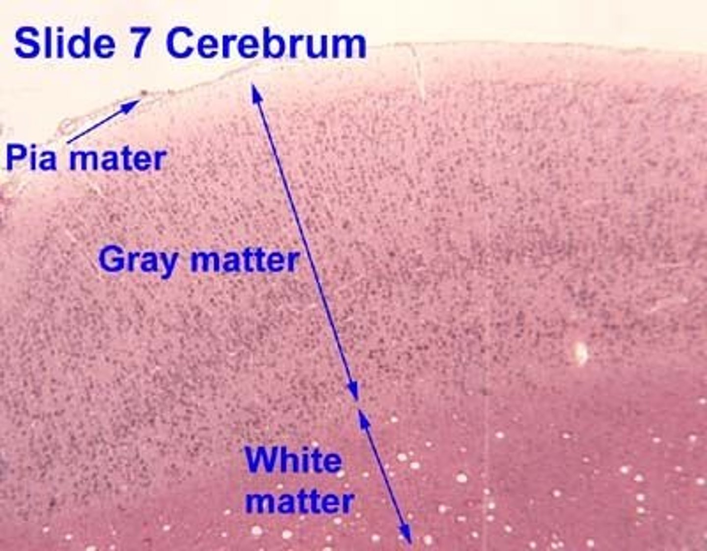 <p>be able to identify gray & white matter and pyramidal cells will be in gray matter</p><p>white is deep</p>