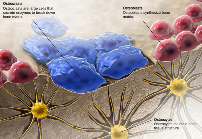 Diagram of osteoclasts