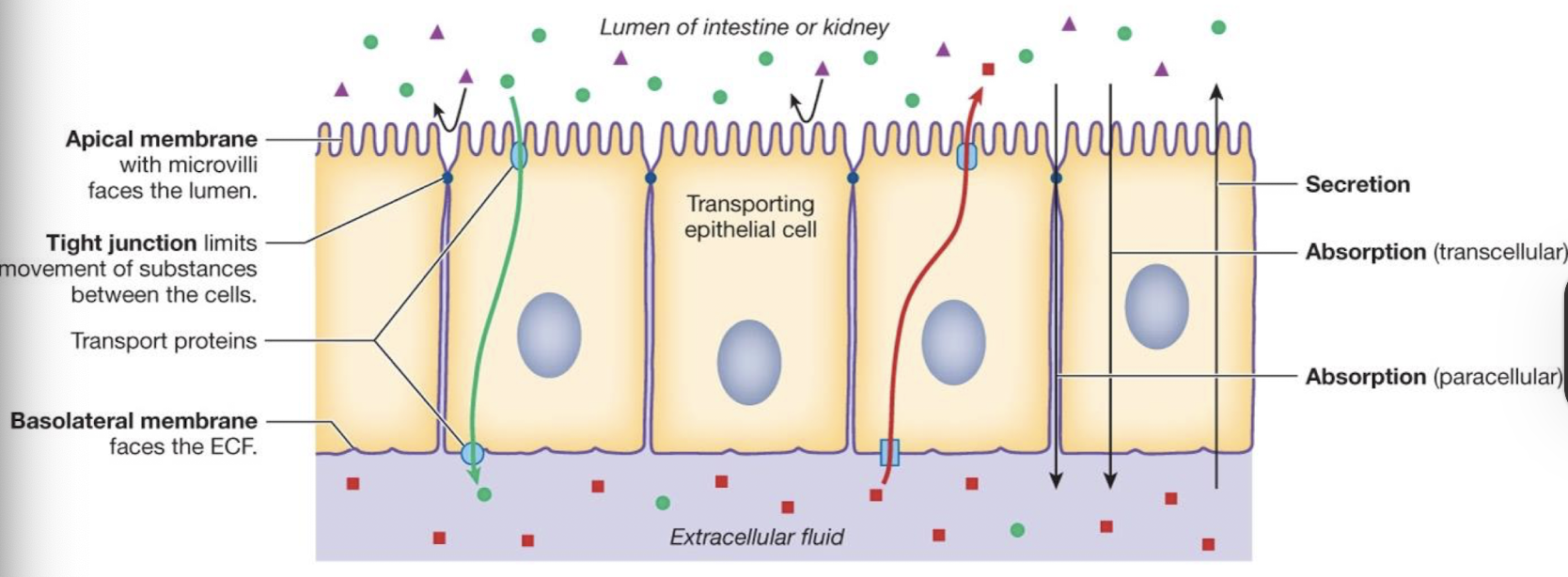 <p>transport from lumen to ECF</p>