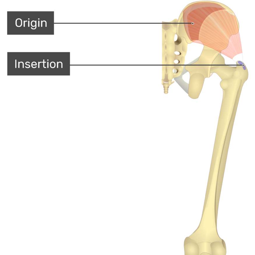 <p>Inserting at the greater trochanter of the femur</p>