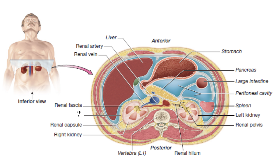 <p>thick layer of adipose tissue </p><ul><li><p>cushions and holds the kidneys in place</p></li></ul><p></p>