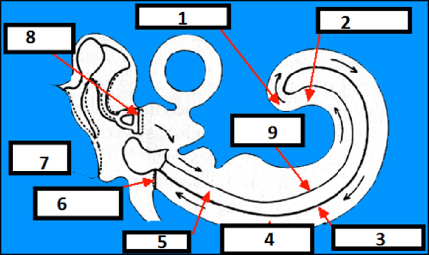 <p>Identify the area labeled "8"</p>