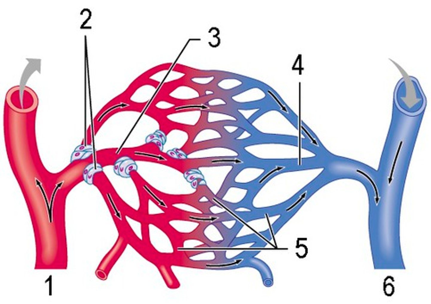 <p>vessels carry blood TO the heart</p>