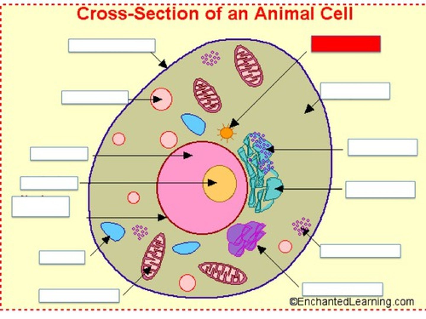 <p>Area where microtubules are produced</p>