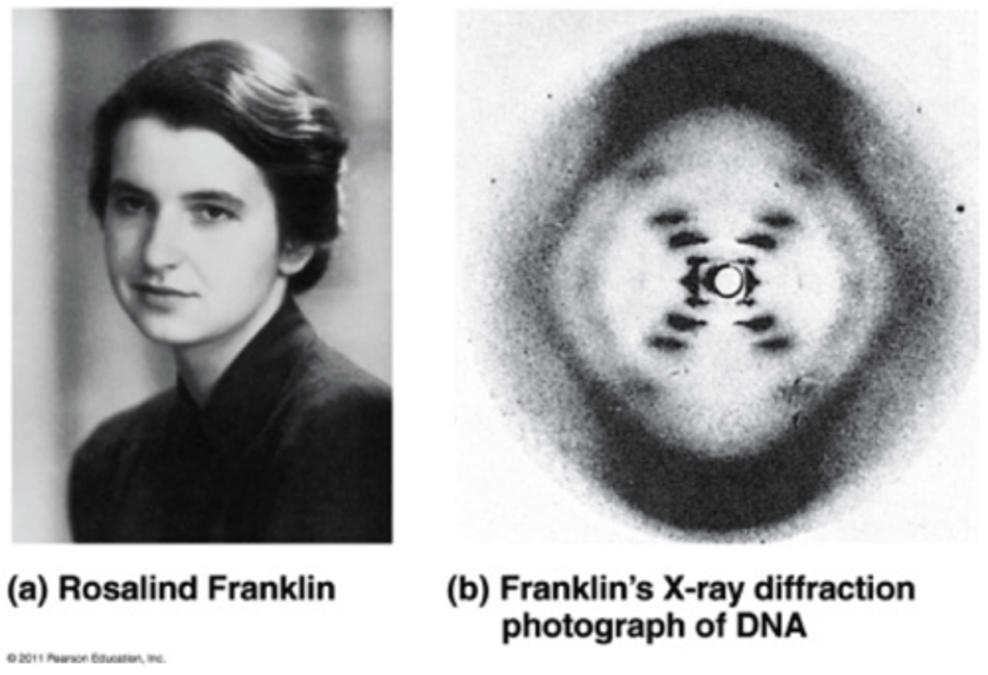 <p>used X-ray crystallography to gather data that led to the discovery of DNA's double helix structure</p>