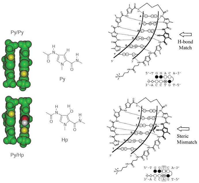 <p>use hydroxy pyrole</p>