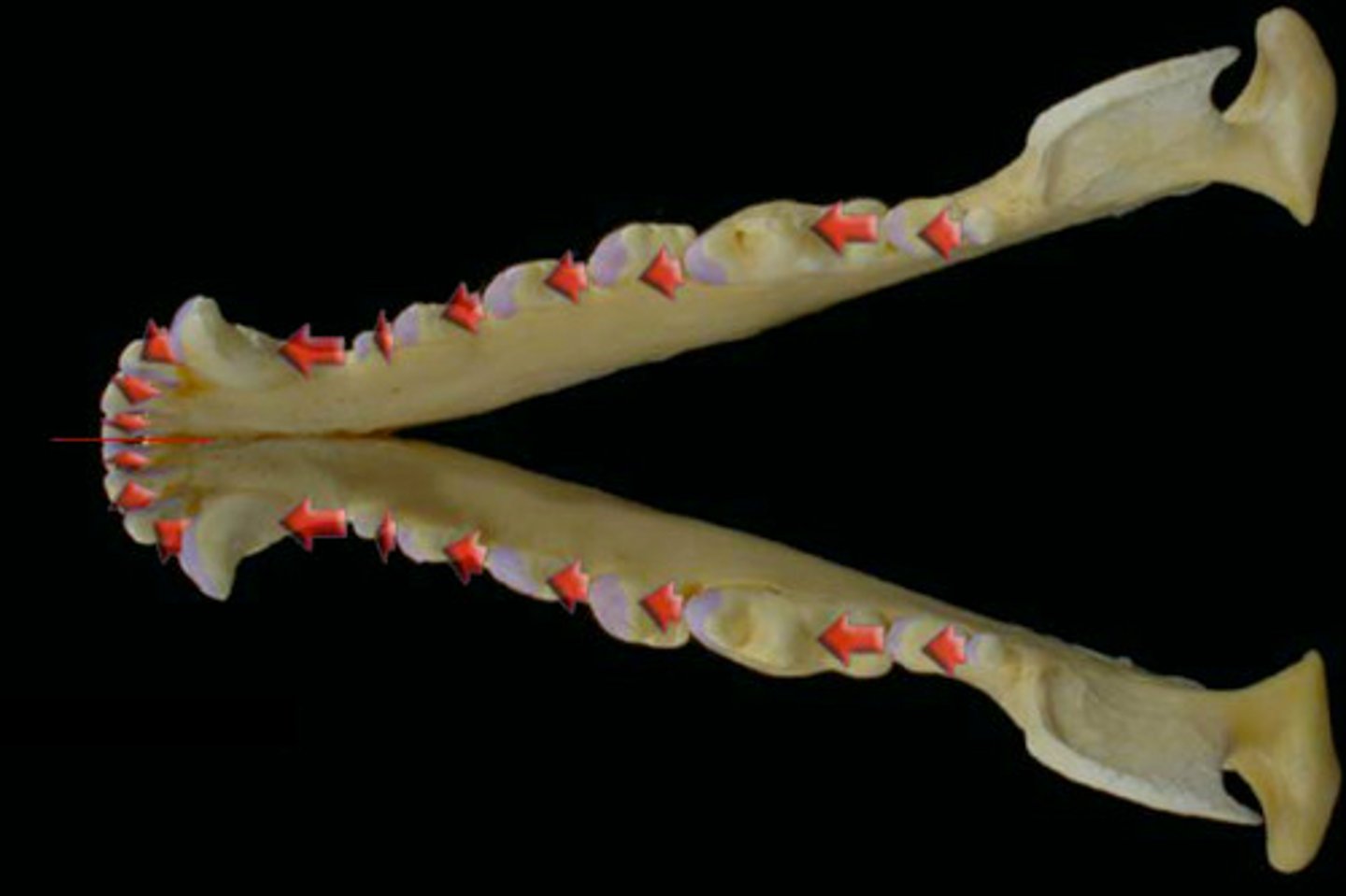 <p>Surfaces of the incisor teeth that are toward the middle or median plane of the mouth (the medial surfaces), and the rostral surface of the canine, premolar, and molar teeth.</p>