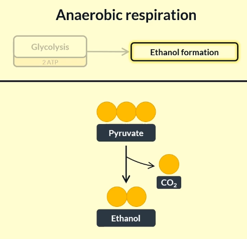 <p>ethanol and CO2</p>