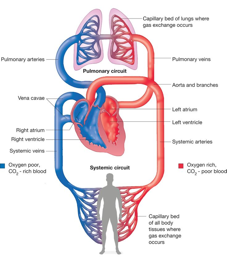 <p>Right atrium ⟶  Tricuspid valve ⟶ Right ventricle ⟶ Pulmonary semilunar valve ⟶ Pulmonary trunk ⟶ Pulmonary arteries ⟶ Lungs (gas exchange) ⟶ Pulmonary veins ⟶ Left atrium.</p>